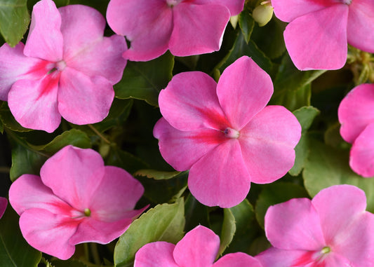 Pink Impatiens
