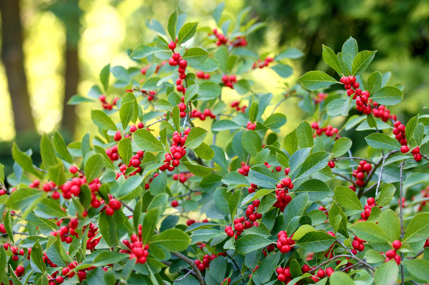 Winterberry