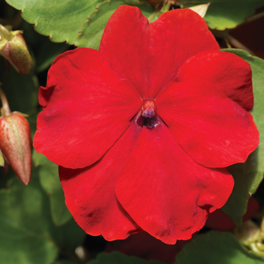 Sunpatiens Compact