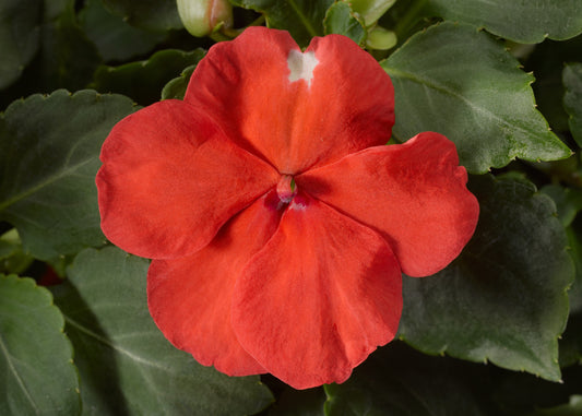Salmon Impatiens