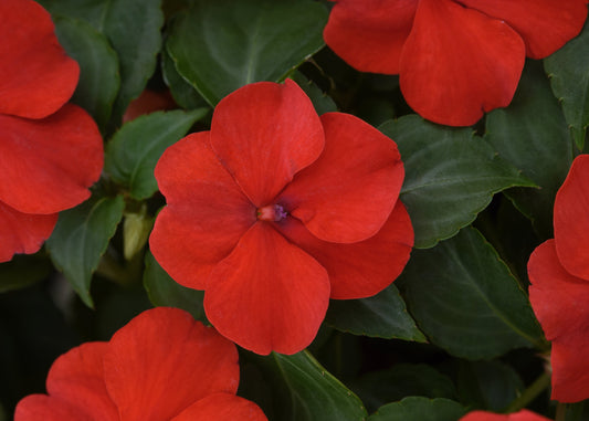 Red Impatiens