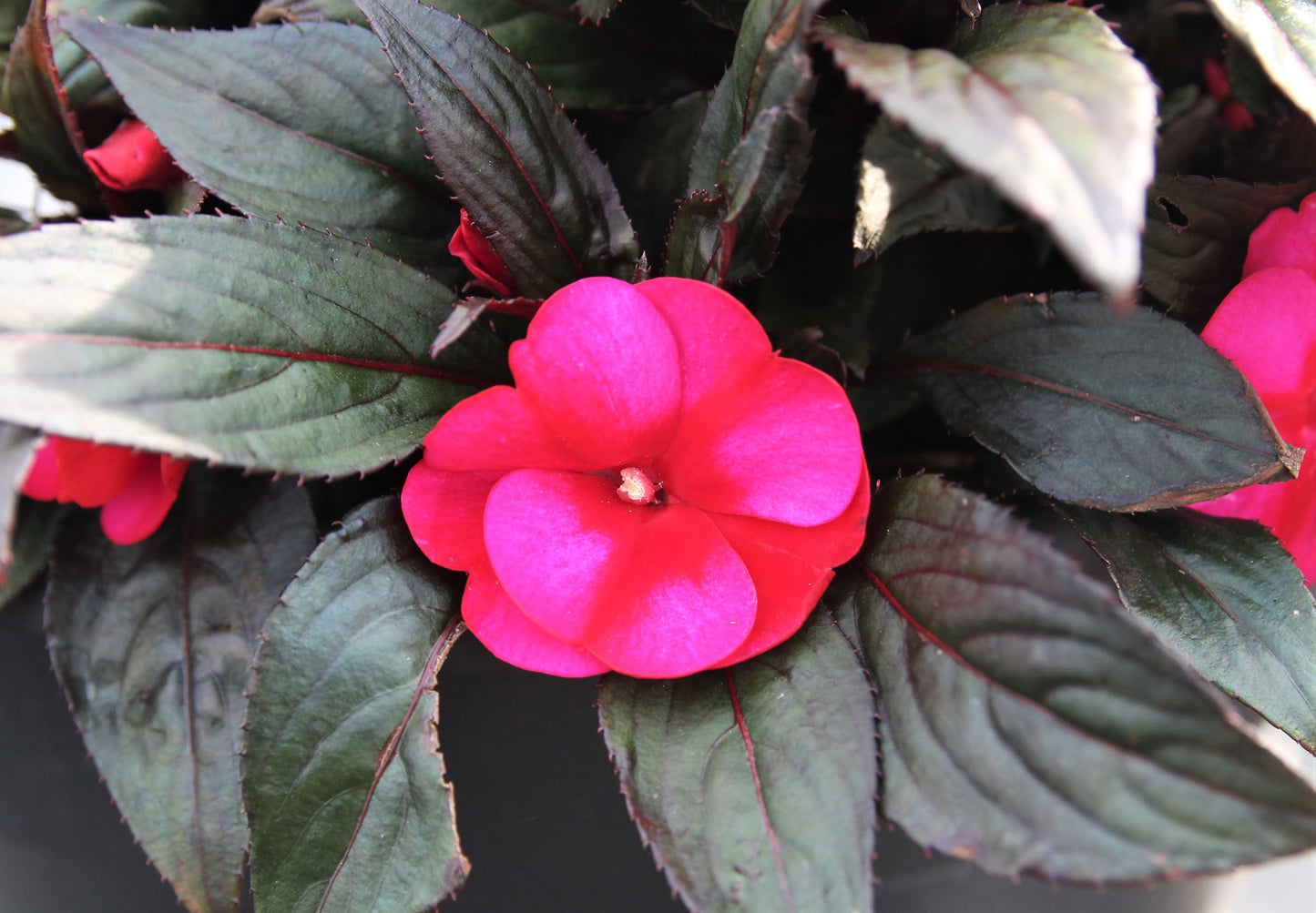 New Guinea Impatiens Petticoat