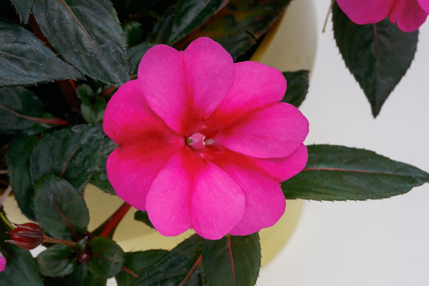 Comp Purple Candy Sunpatiens