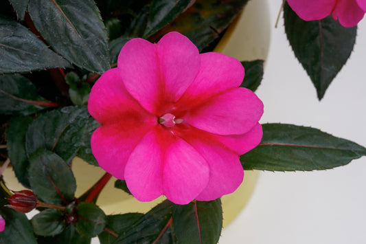 Comp Purple Candy Sunpatiens