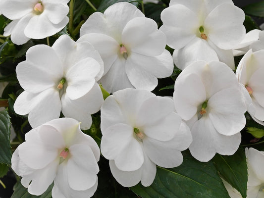 Comp White Sunpatiens