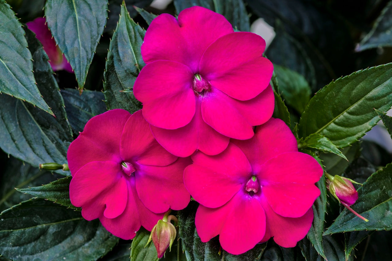 Comp Rose Glow Sunpatiens