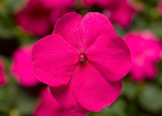 Bright Rose Impatiens