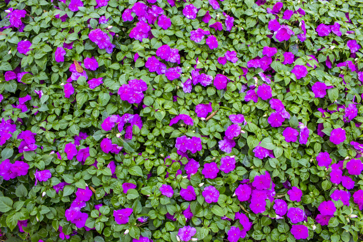 Violet Impatiens
