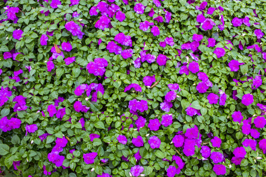 Violet Impatiens
