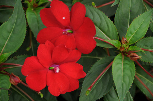 Comp Red Sunpatiens