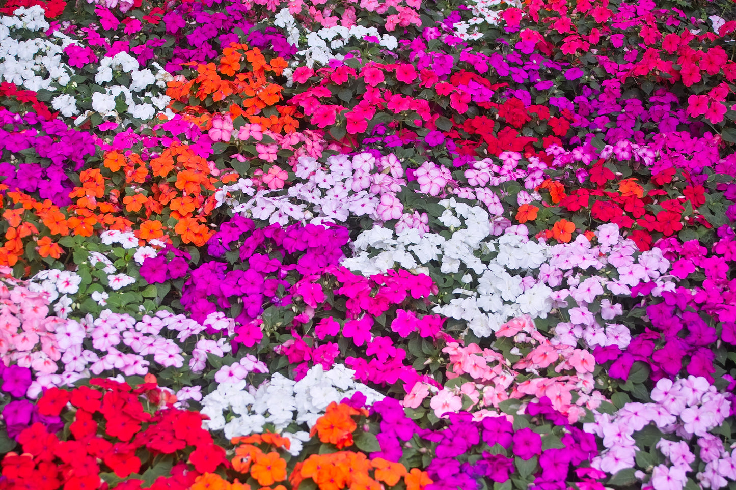 Assorted Impatiens