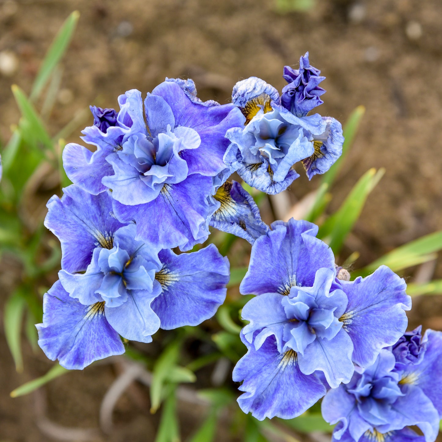 Tutu Blue Siberian Iris