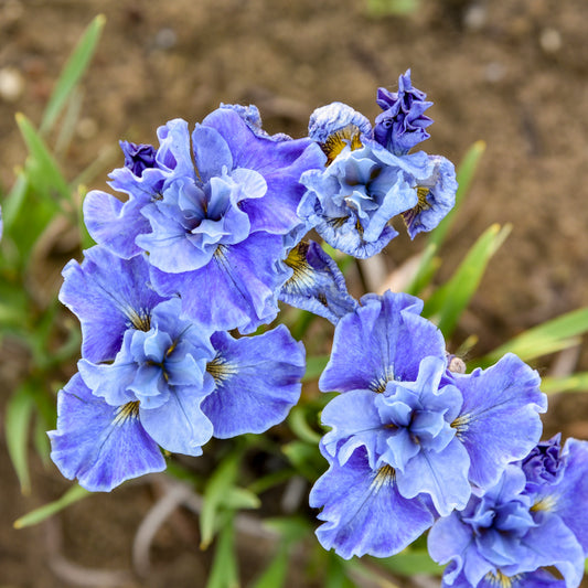 Tutu Blue Siberian Iris