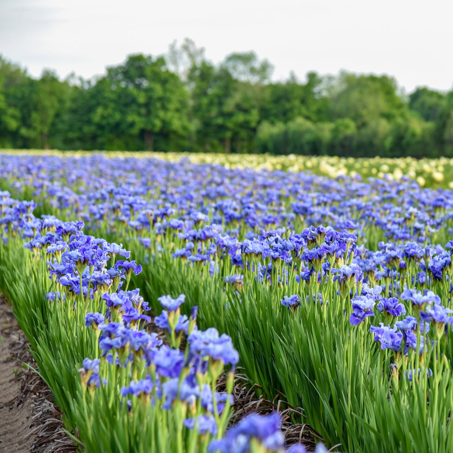Tutu Blue Siberian Iris