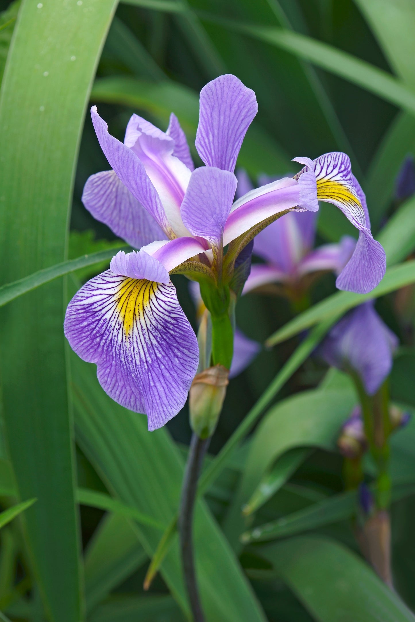 Iris Blue Flag