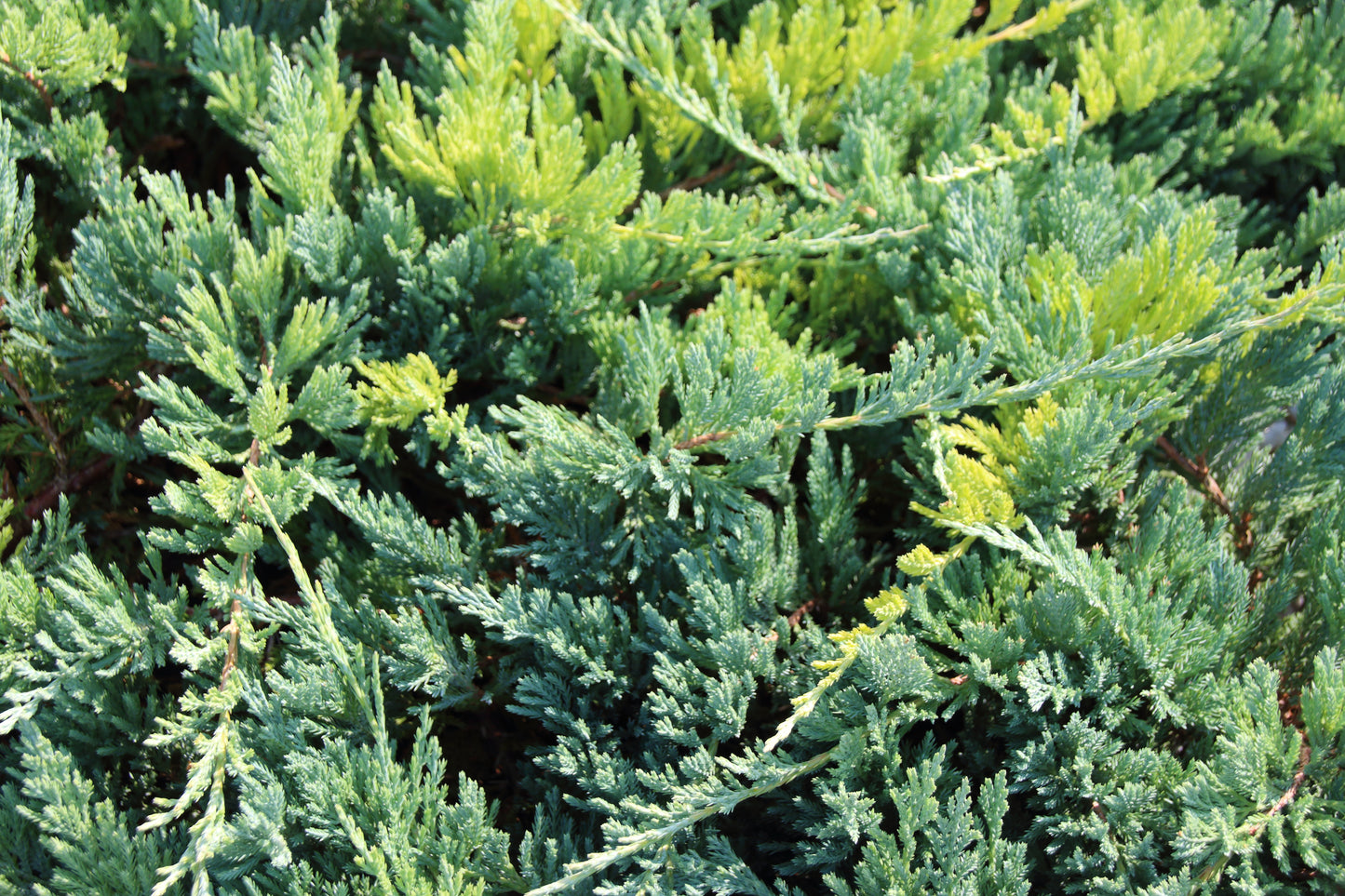 Blue Chip Juniper -