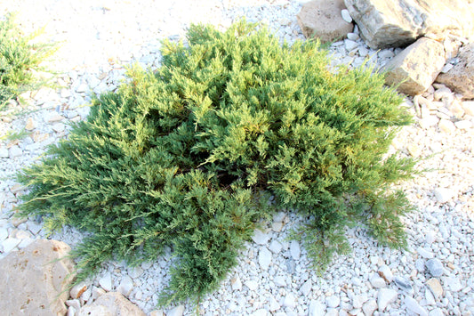 Compact Andorra Juniper