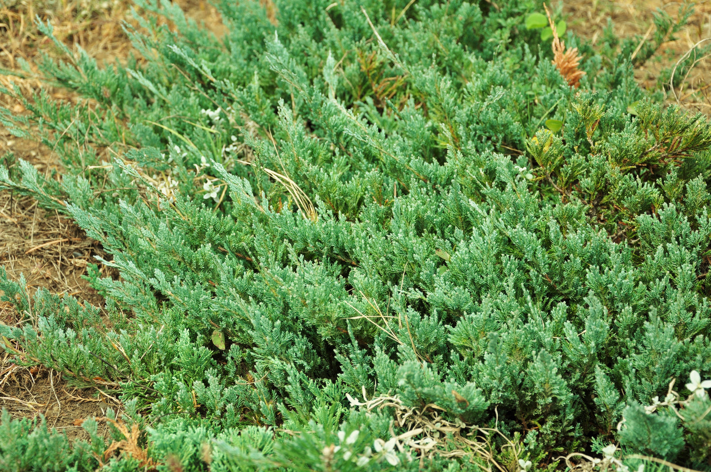 Youngstown Creeping Juniper