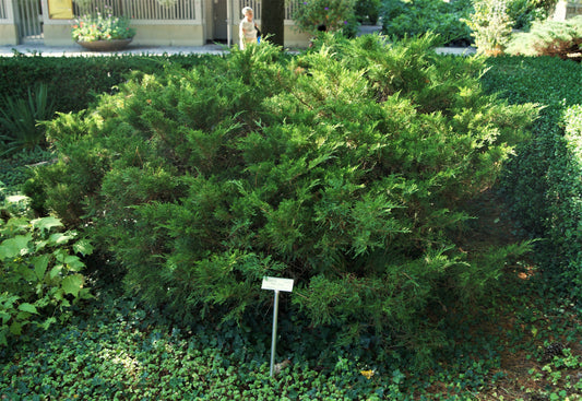 Chinese Juniper Mint Julep