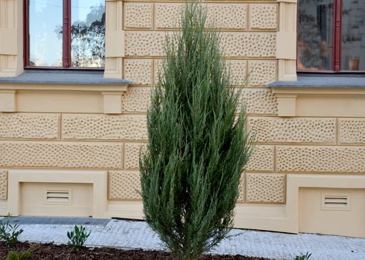 Skyrocket Juniper