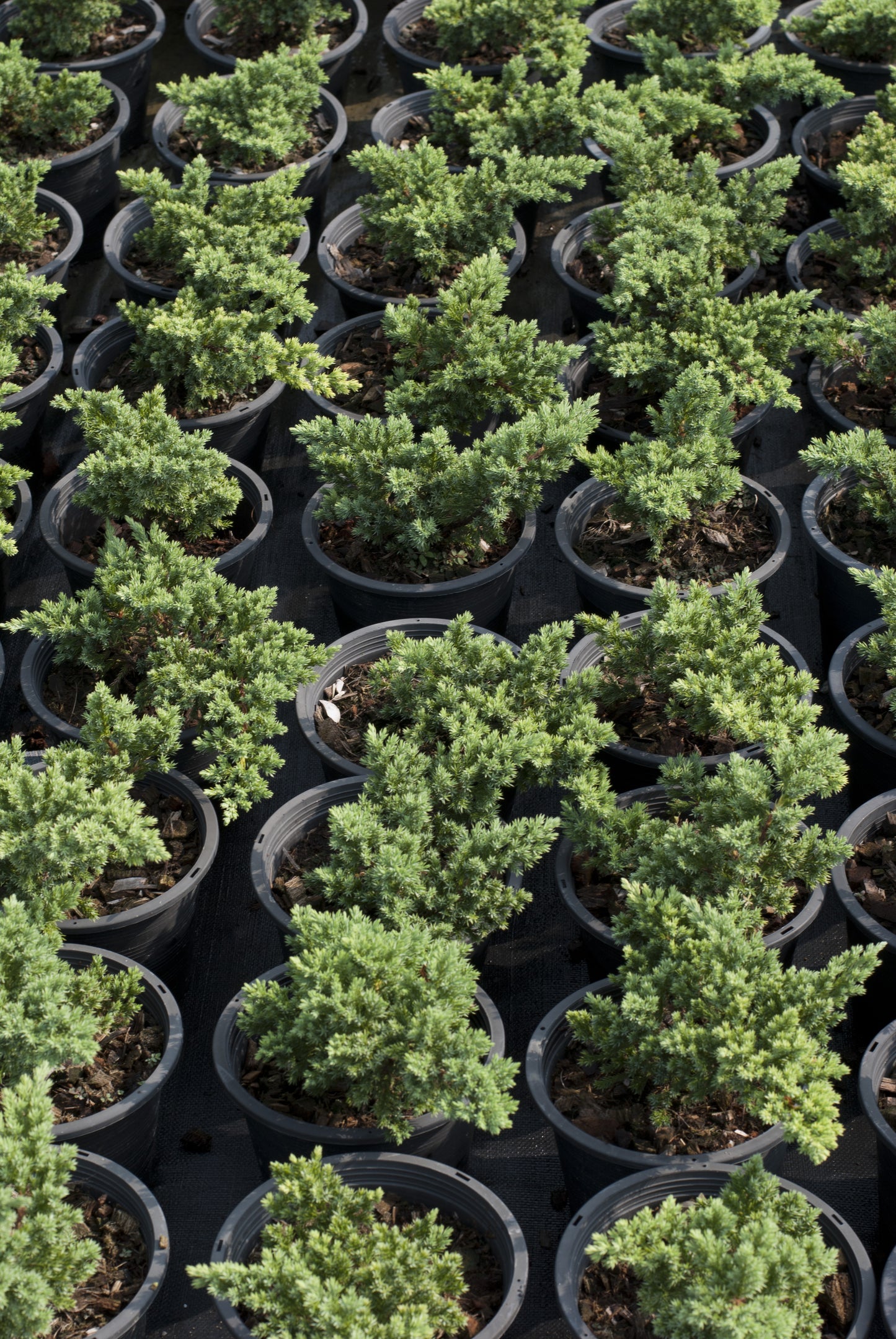 Japanese Garden Juniper 'Nana' (Standard)