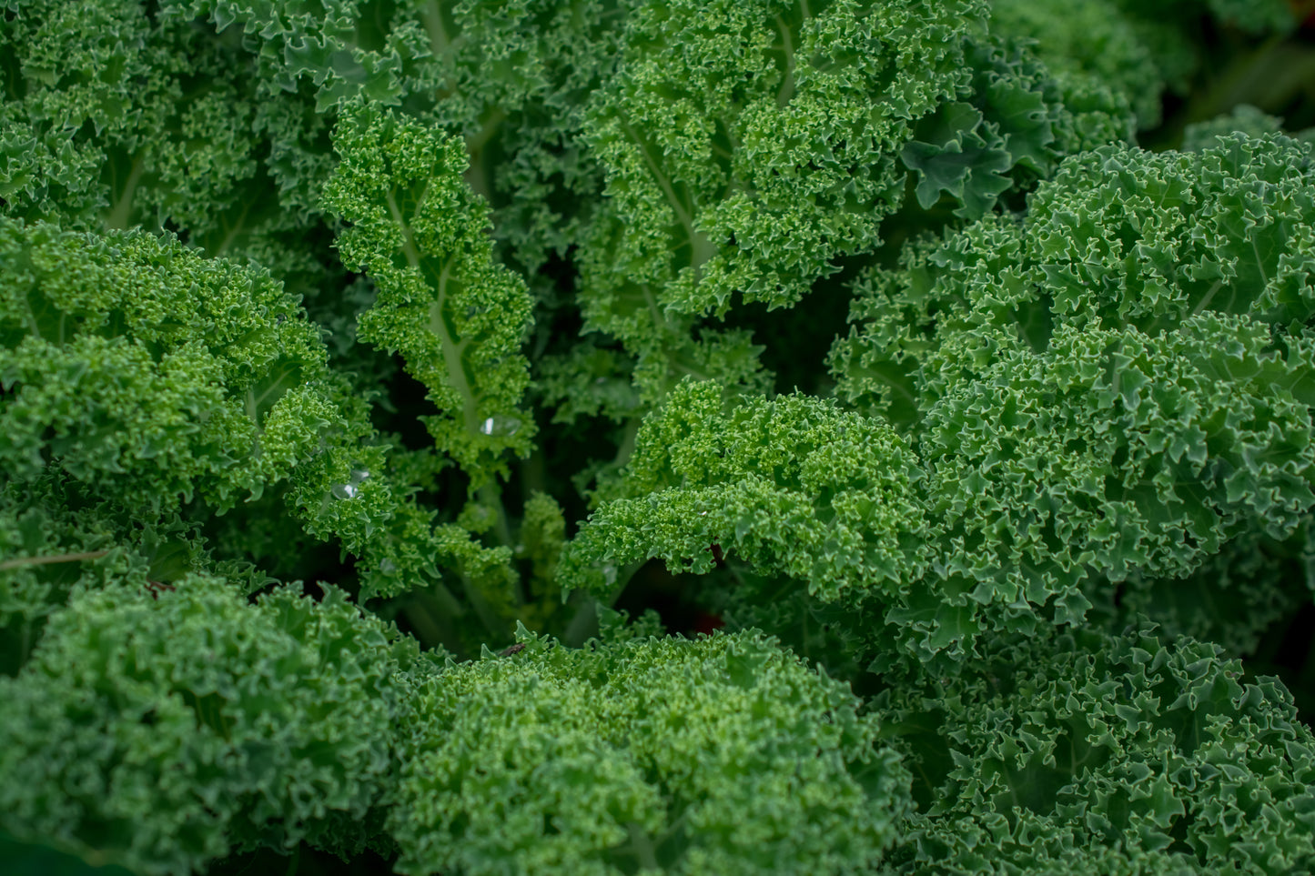 Green Kale