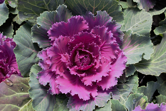 Songbird Red Flowering Kale