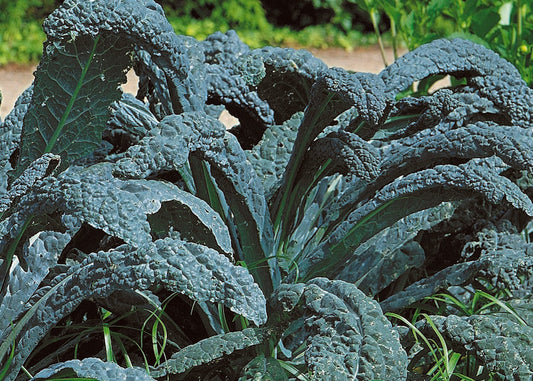 Lacinato Dino Kale