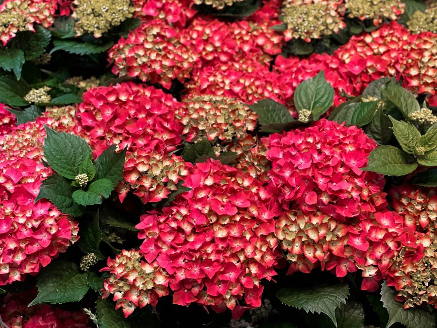 Kimono™ Reblooming Hydrangea