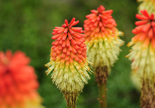 Stark's Early Hybrid Red Hot Poker