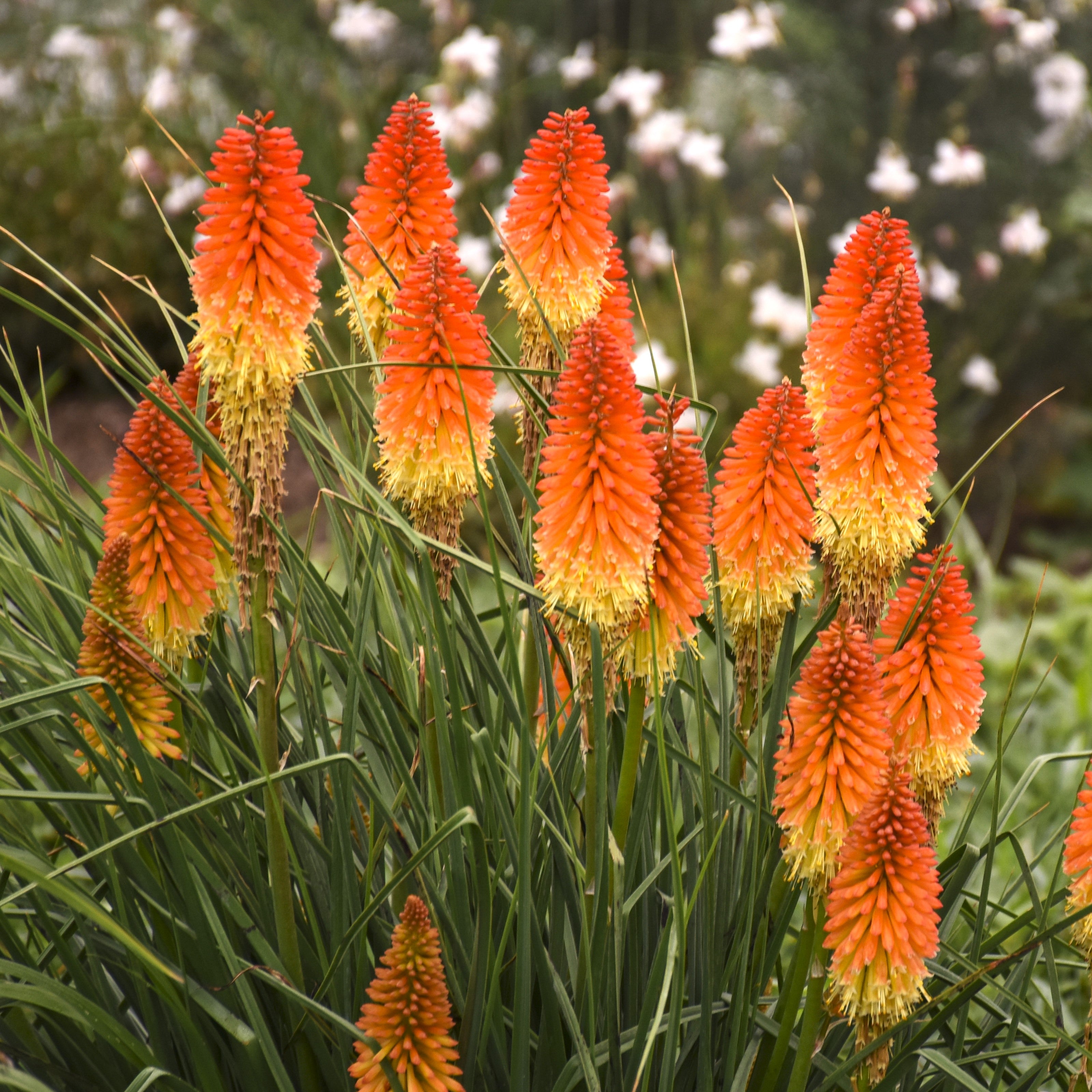 Kniphofia Backdraft – HC Gardens