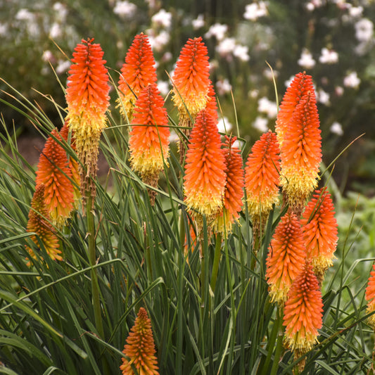 Kniphofia Backdraft