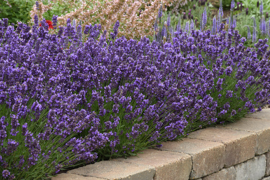 SuperBlue English Lavender