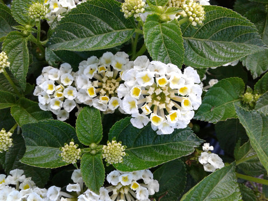 Havana White (Full Moon) Lantana