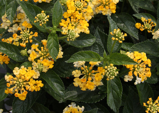 Havana Sunshine Lantana