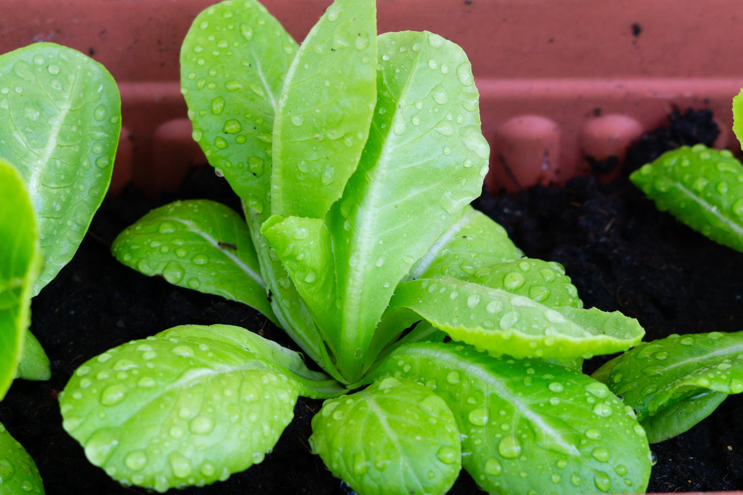 Romaine Lettuce