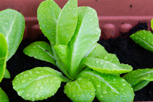 Parris Island Romaine Lettuce