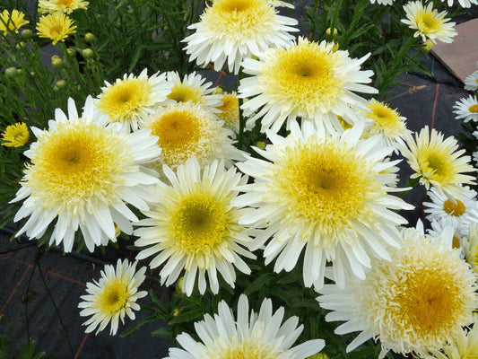 Real Glory Shasta Daisy