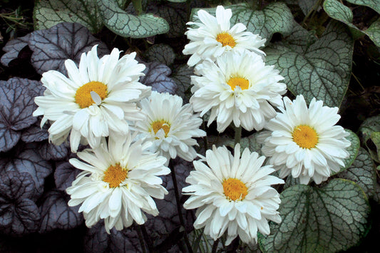 Victorian Secret Shasta Daisy