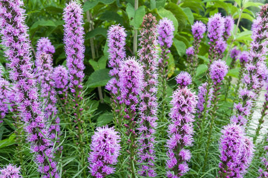 Gayfeather, Blazing Star