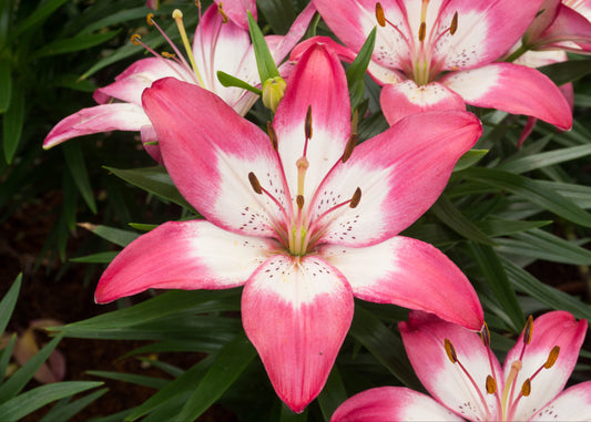 Tiny Diamond Asiatic Lily