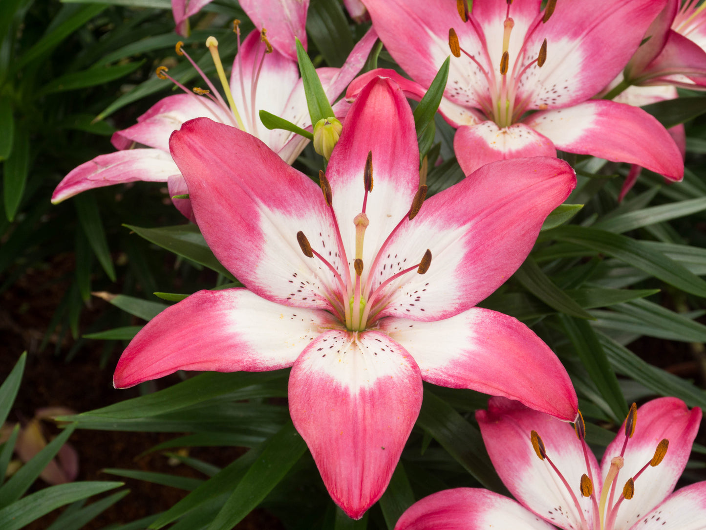 Tiny Diamond Lily