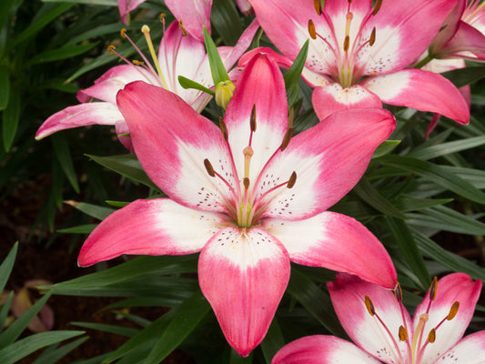 Tiny Diamond Lily