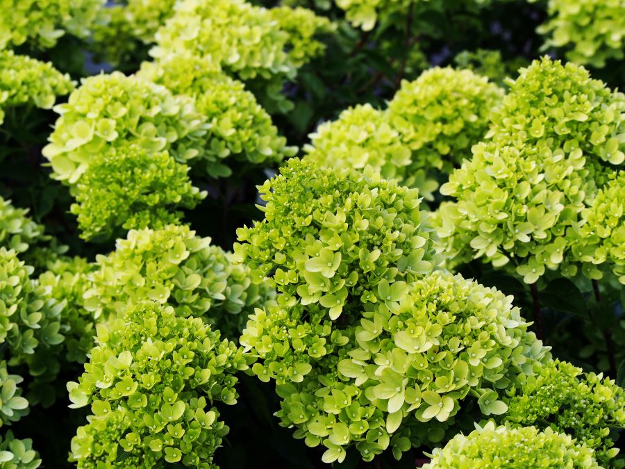 Little Lime Hydrangea Standard