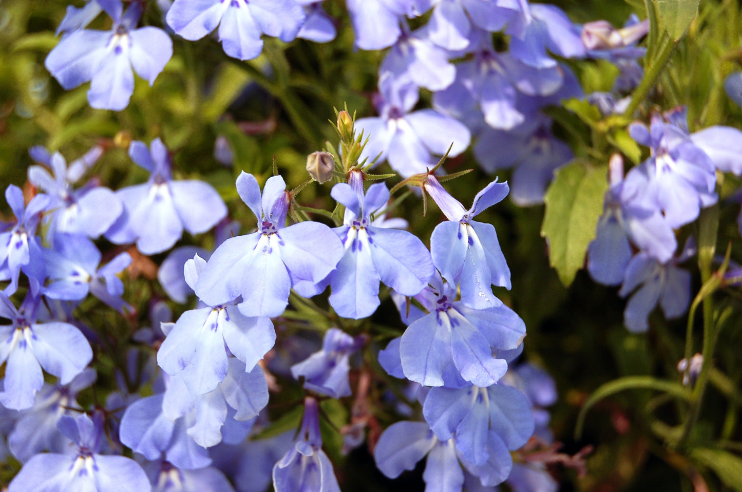 Blue Trailing Lobelia