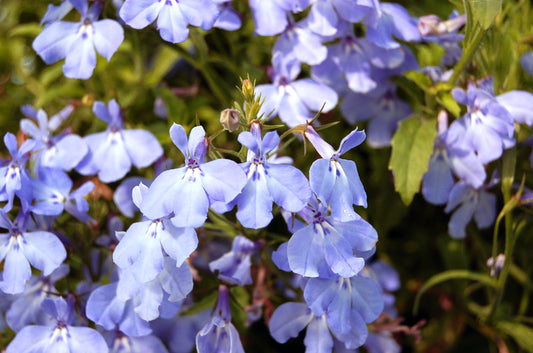 Blue Trailing Lobelia