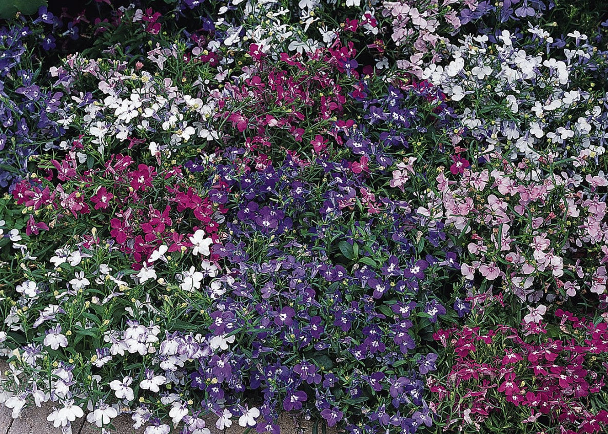 Riviera Mix Lobelia