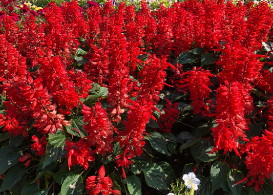 Canadian Beauties - Queen Victoria Cardinal Flower