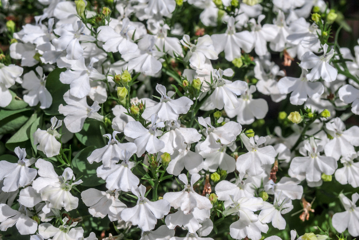 White Trailing Lobelia