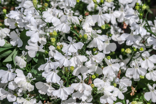 White Trailing Lobelia